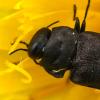 Anthaxia sp.